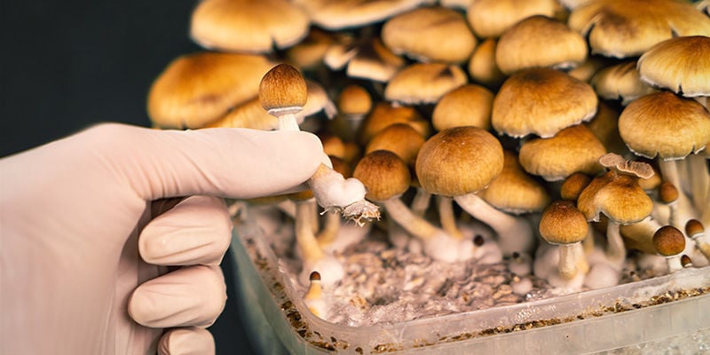 When to harvest magic mushrooms
