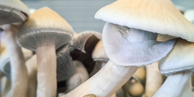 Magic Mushrooms: What is the right time to harvest?