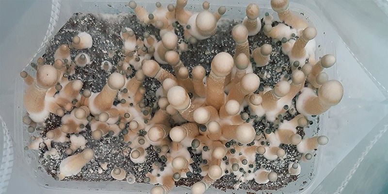 Magic Mushrooms: What is the right time to harvest?