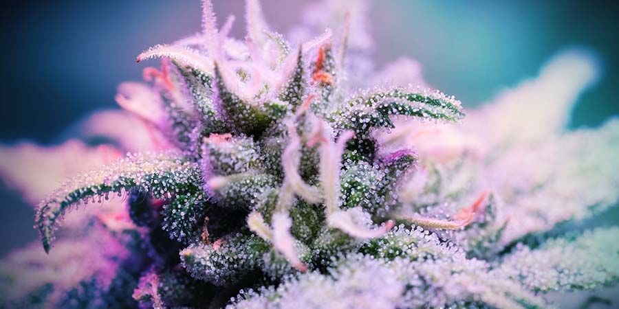 Purple Punch: Popularity And Fun Facts