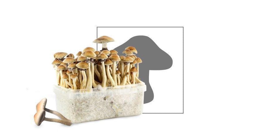 Magic Mushroom vp