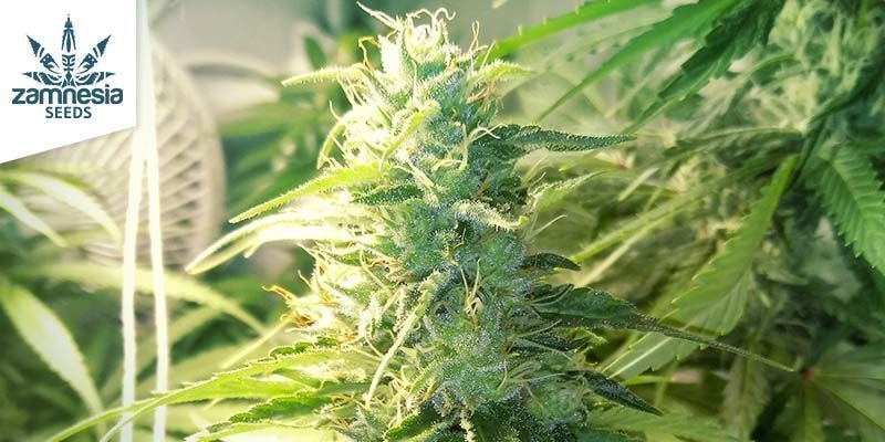 The Best And Worst Types Of Cannabis Highs - Zamnesia Blog