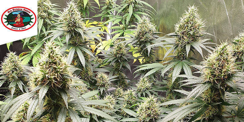 SCH’LEMON CAKE BY BIG BUDDHA SEEDS