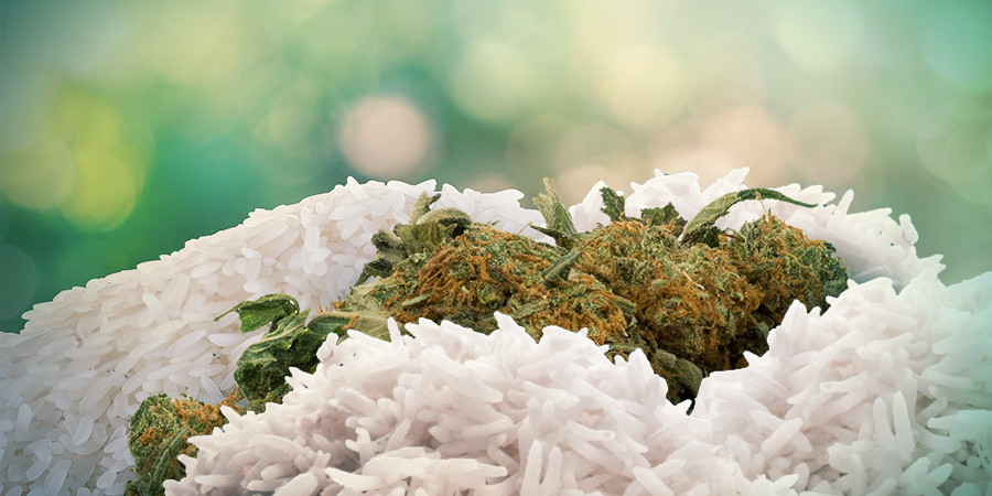 What To Do With Wet Or Soggy Weed Zamnesia Blog