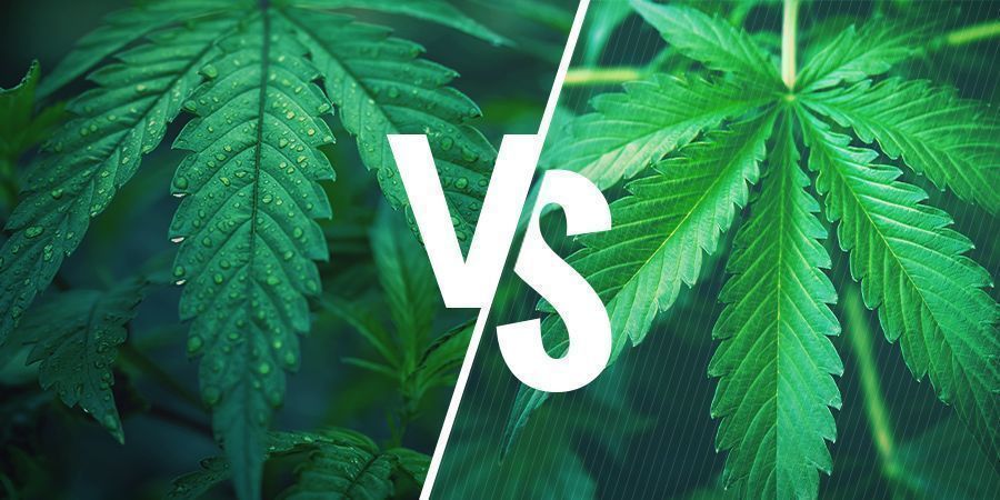 Indica Vs. Sativa — Picking The Right Strain For Your Cannabis Edibles