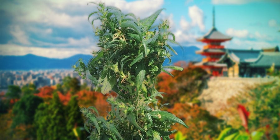 INTRODUCING: HOKKAIDO HEMP