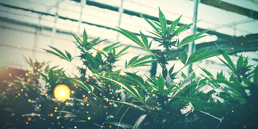 CONSIDER A GREENHOUSE