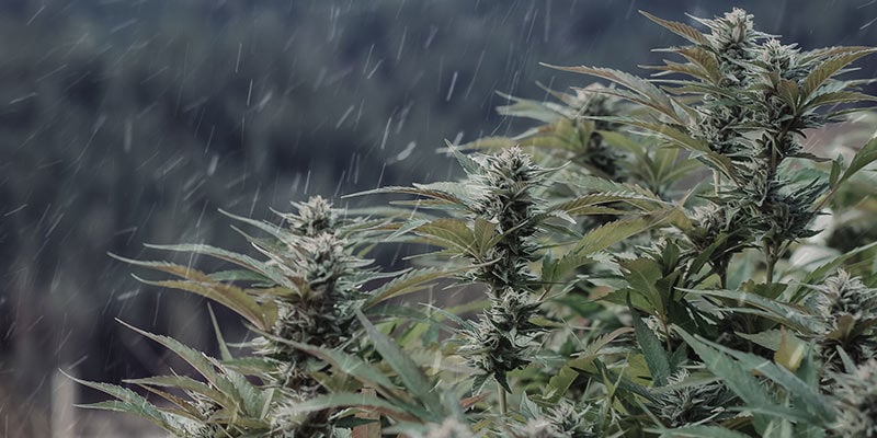 CAN YOU GROW WEED IN WINTER?
