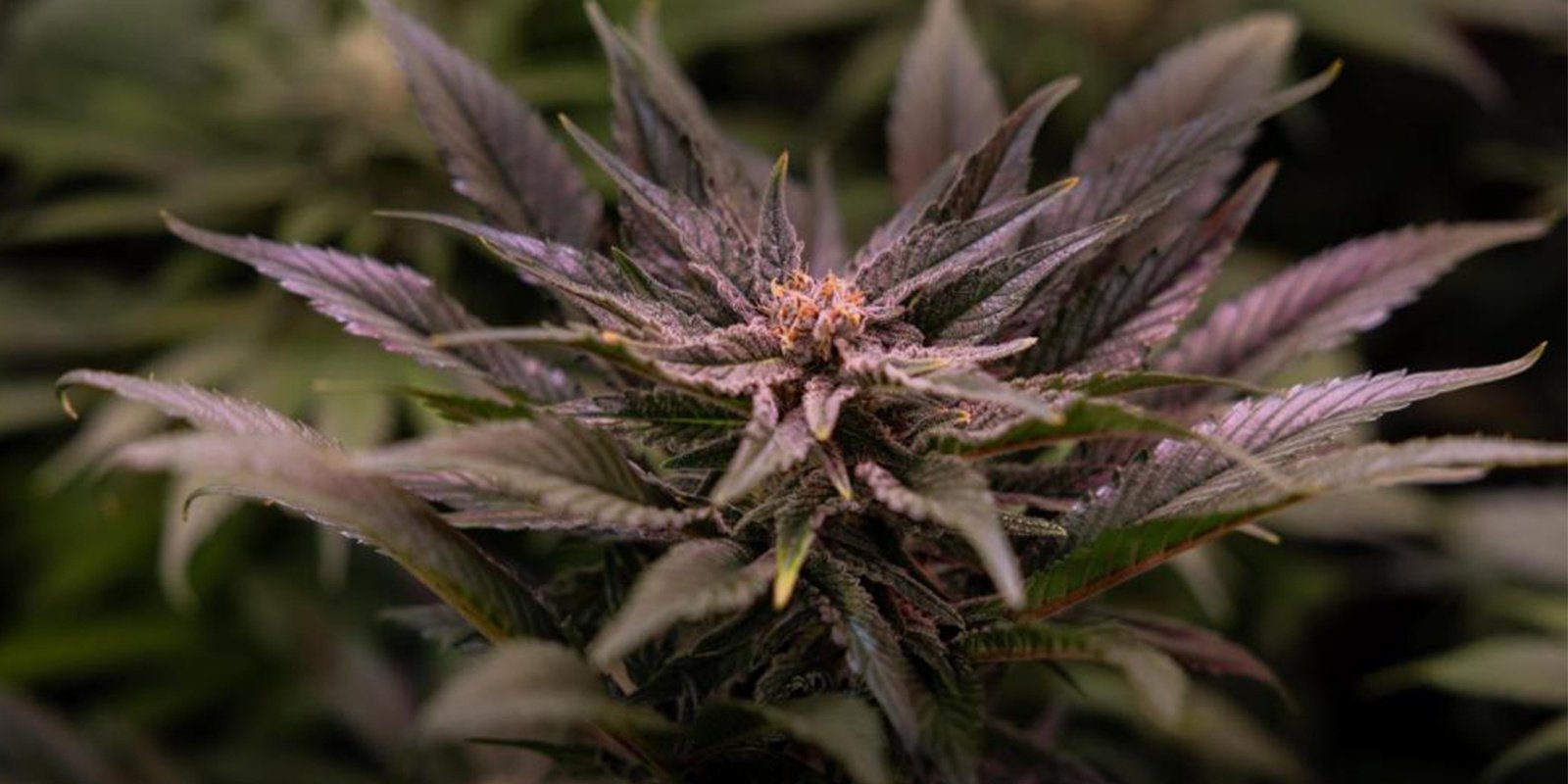 Minimum temperature cannabis needs