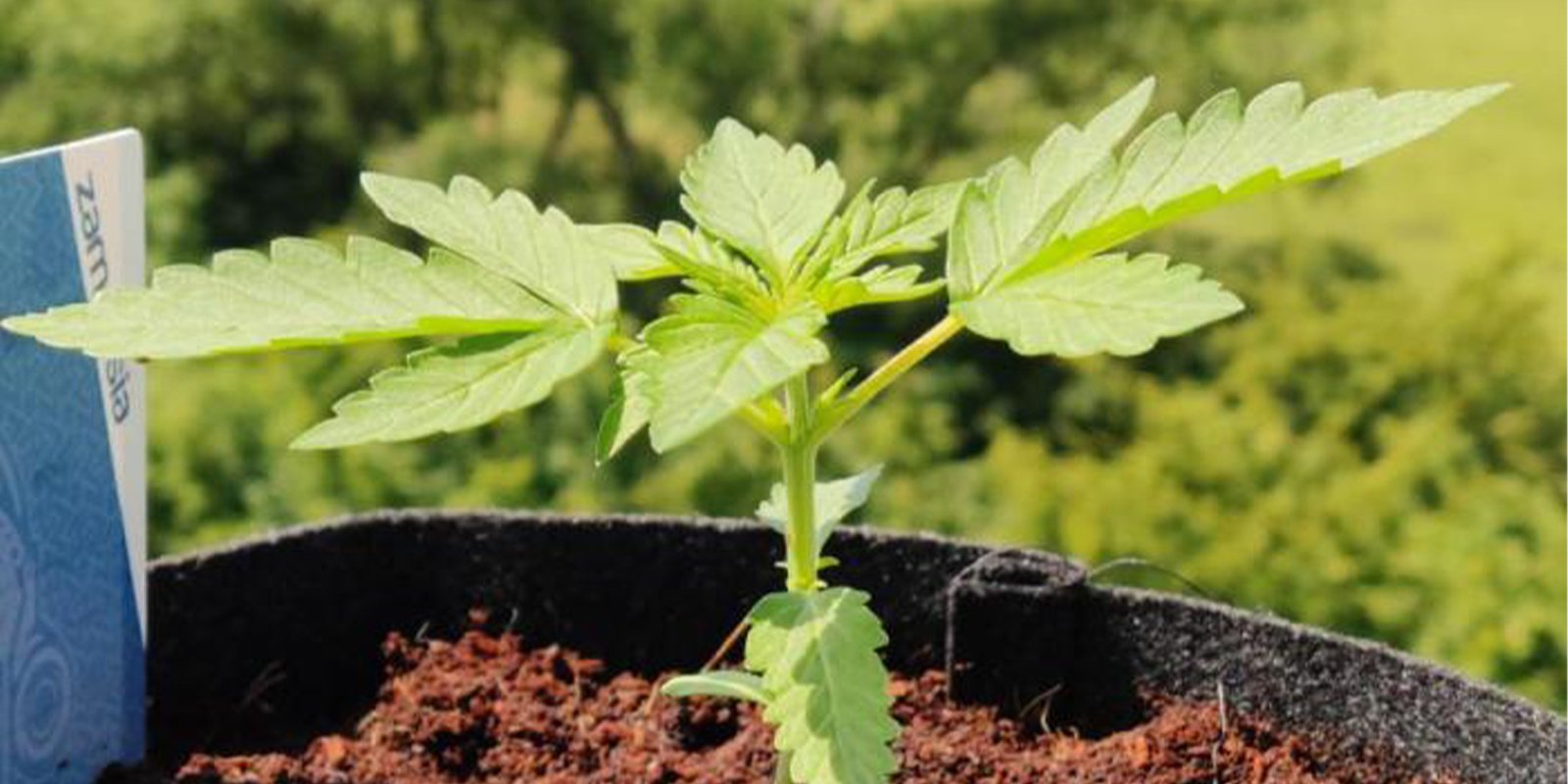 Regions where winter growing works better