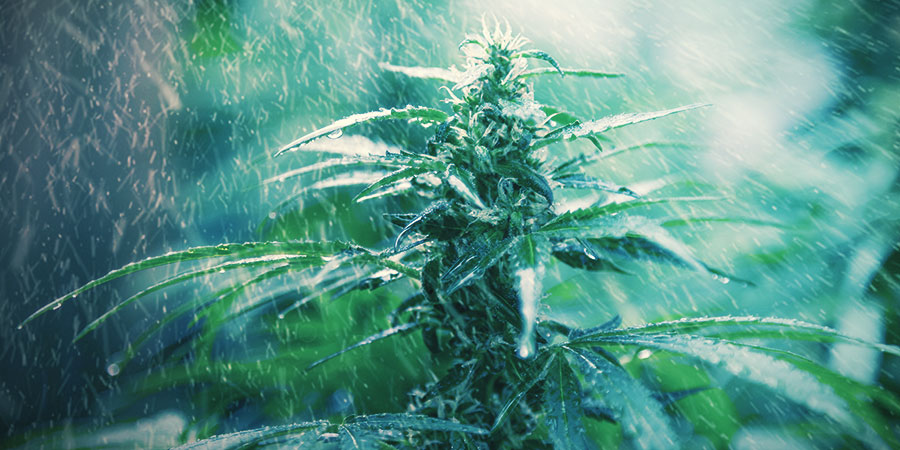 Can You Grow Cannabis Outdoors In Winter? - Zamnesia Blog Can You Weed Whack In The Rain