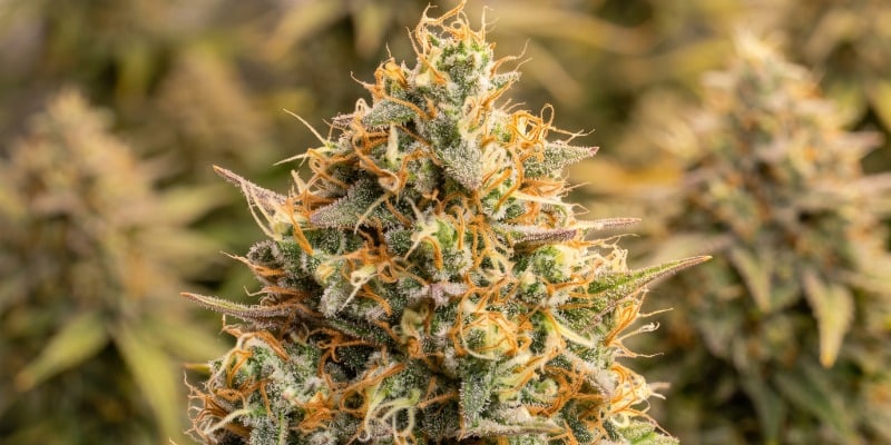 Triton Biscotto Lime Auto (Seedstockers) Triton Biscotto Lime Auto (Seedstockers)