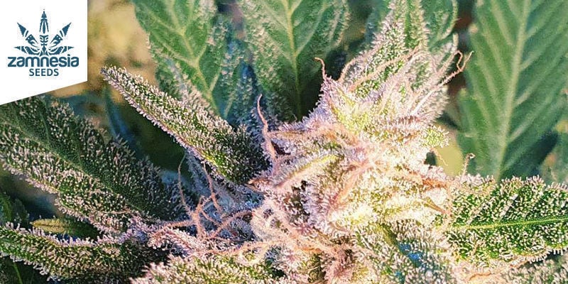 Sticky Beast Automatic (Zamnesia Seeds)