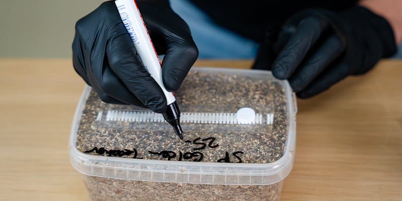 How long does it take to grow magic mushrooms?