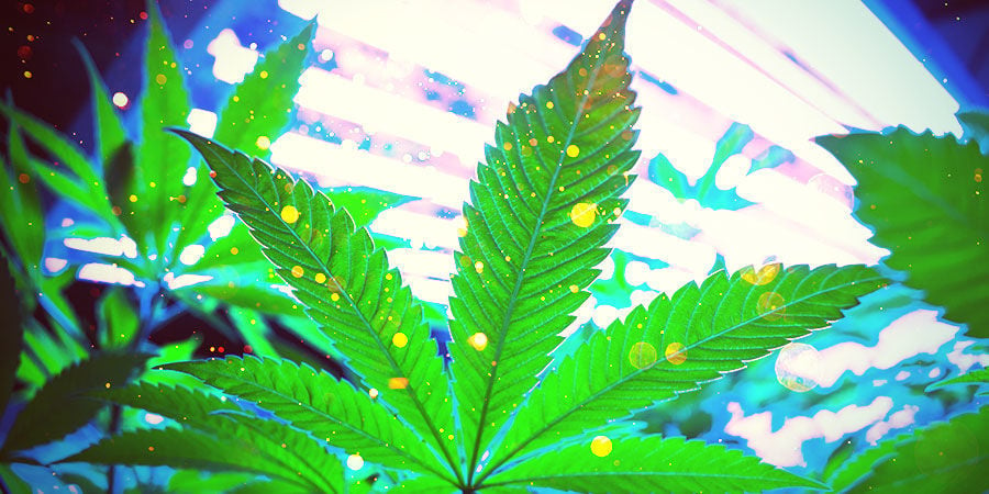 Your Cannabis Grow Room: Lighting
