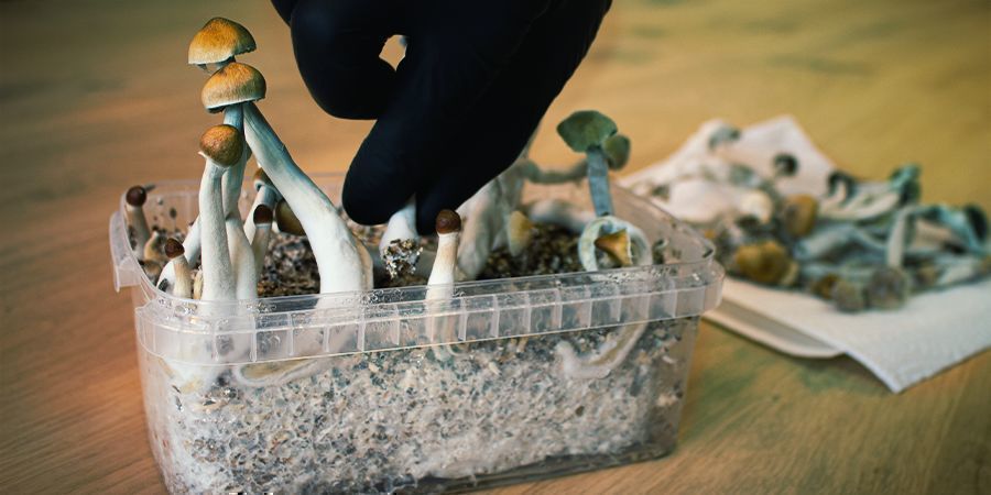 WHAT IS A MAGIC MUSHROOM FLUSH? WHEN DO I HARVEST IT?