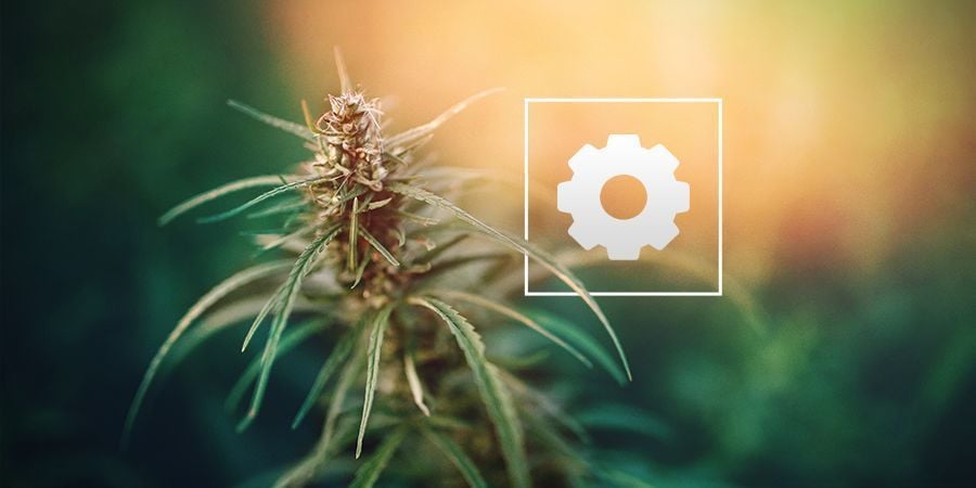 How Much Sunlight Do Autoflowering Cannabis Plants Need?