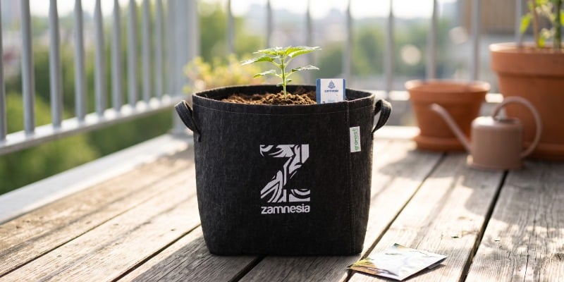 Diesel Automatic (Zamnesia Seeds)