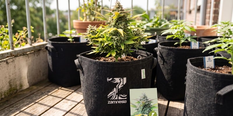 Quick One Automatic (Royal Queen Seeds)