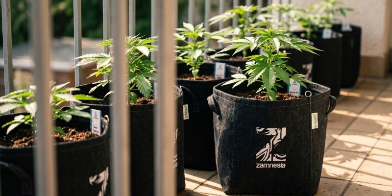 STRAIN REQUIREMENTS FOR GROWING CANNABIS ON YOUR BALCONY OR TERRACE