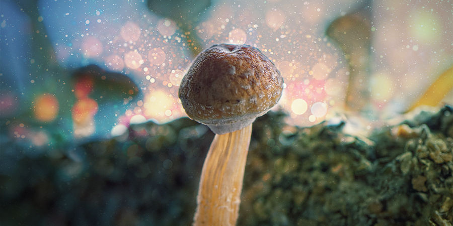THE BEST MUSHROOM SUBSTRATE FOR PSILOCYBE CUBENSIS