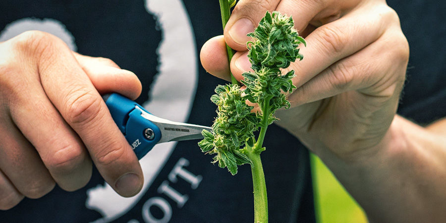 PRUNING SHEARS for harvesting cannabis