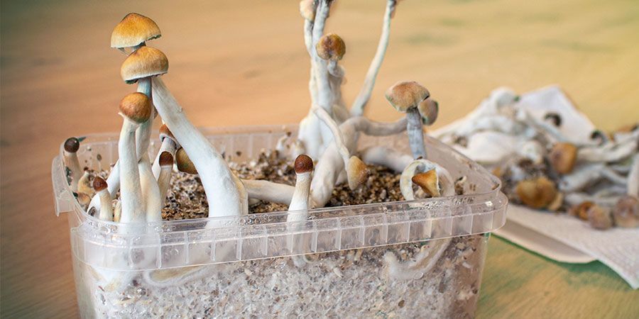WHY DO MAGIC MUSHROOMS GROW ON THE SIDE OF A SUBSTRATE?