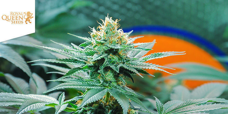 Amnesia Haze (Royal Queen Seeds)