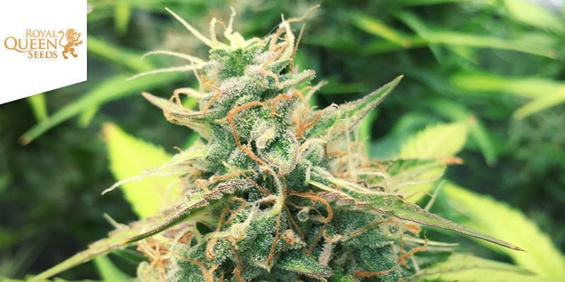 Haze Berry Automatic (Royal Queen Seeds)