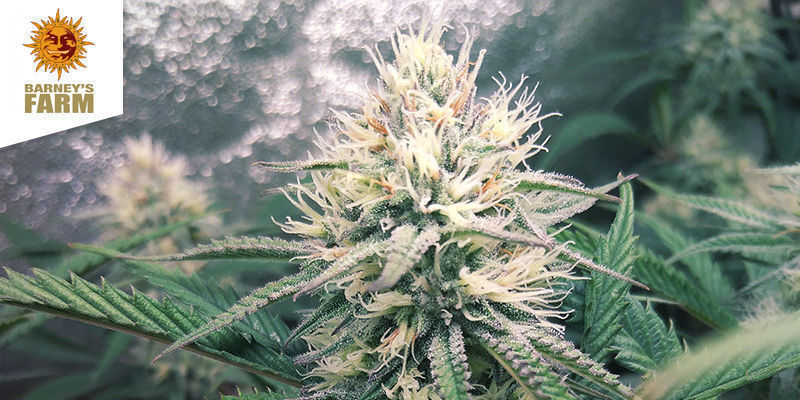 Liberty Haze (Barney’s Farm)