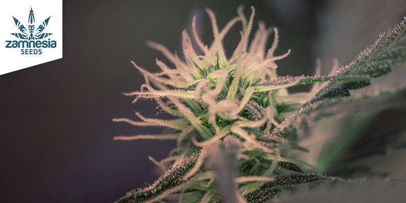 Super Silver Haze (Zamnesia Seeds)