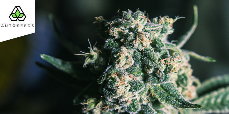 Ultra Lemon Haze Autoflowering (Auto Seeds)