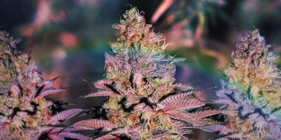 Runtz Auto Cannabis Strain Review And Information Zamnesia Blog