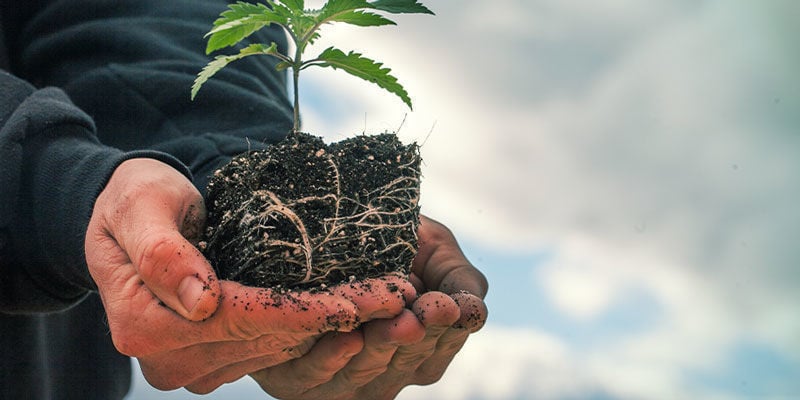 Air Pruning - Growing Cannabis