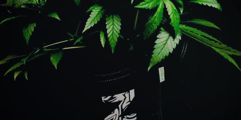 https://www.zamnesia.com/img/cms/Blog/2254_The_Advantages_Of_Fabric_Pots_For_Cannabis/Flexibilty.jpg