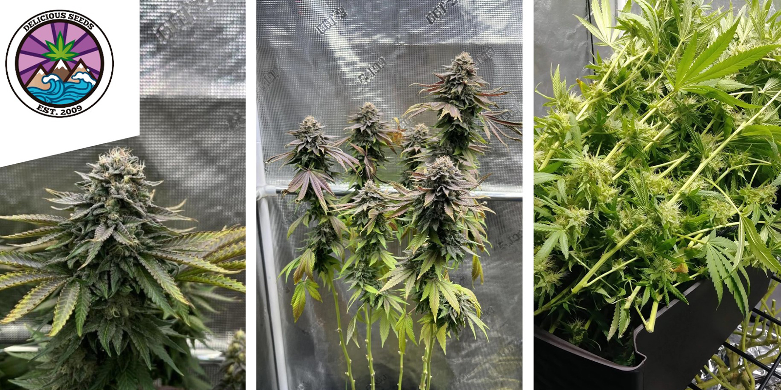 Eleven Roses: Delicious Seeds