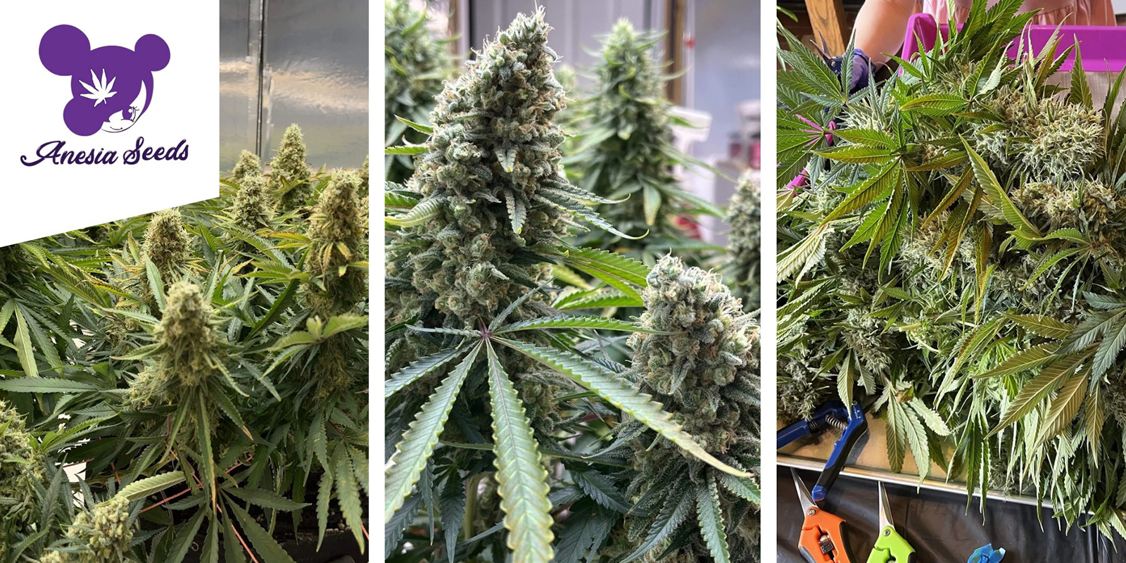 Future Island: Anesia Seeds