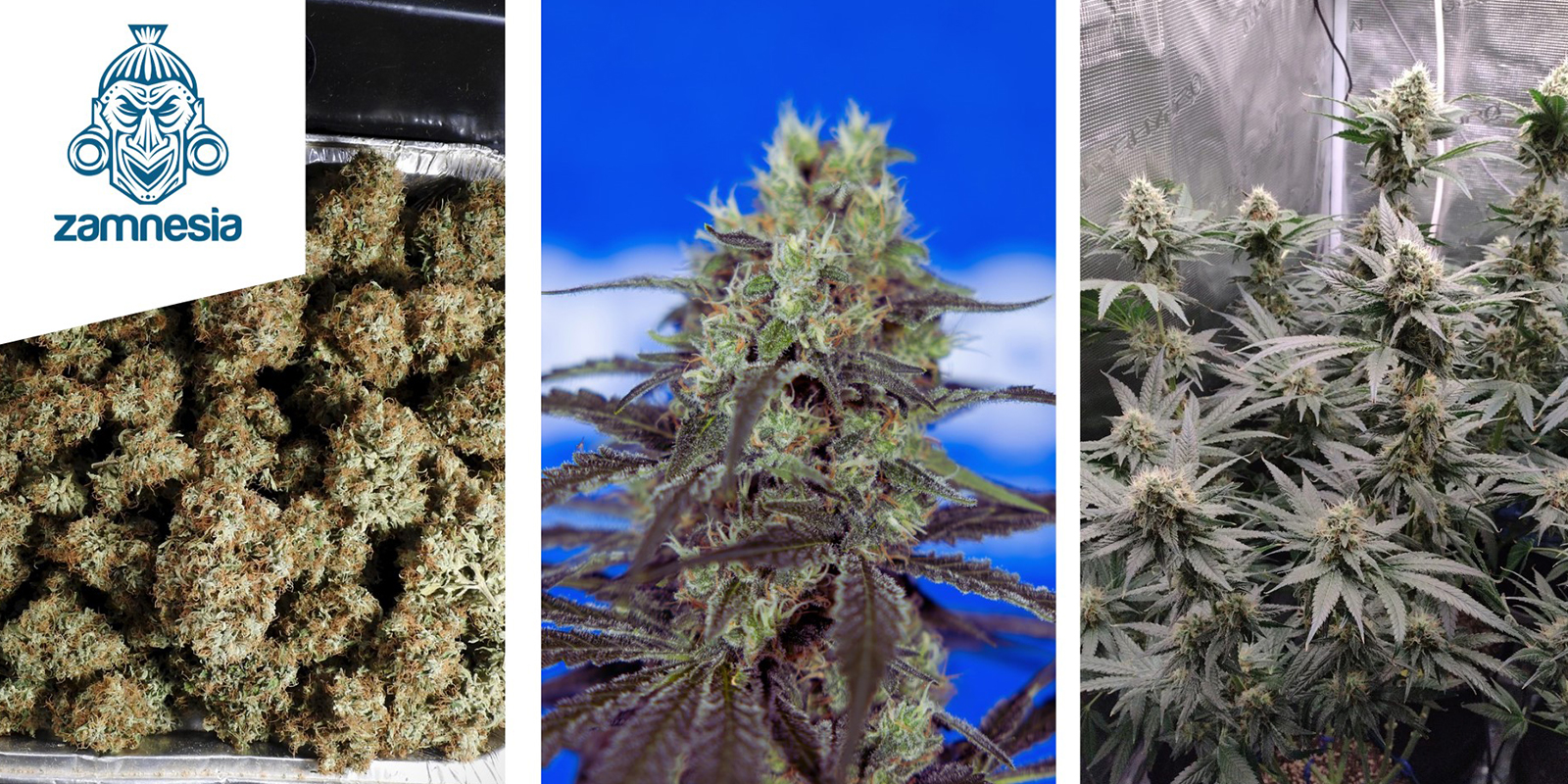 Ice Cream Cake: Zamnesia Seeds