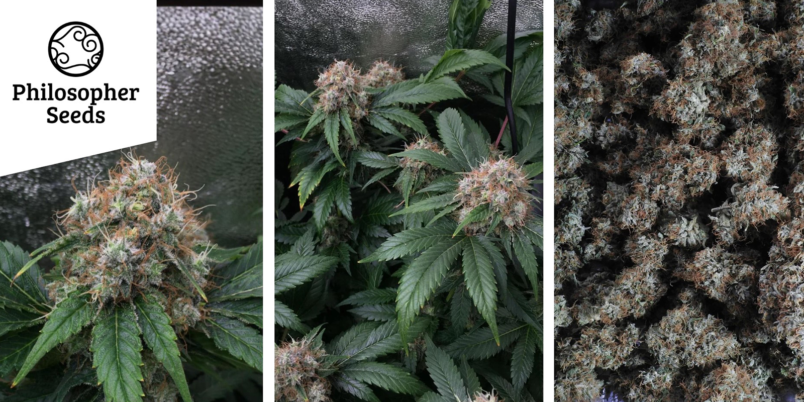 Lemon OG Candy: Philosopher Seeds