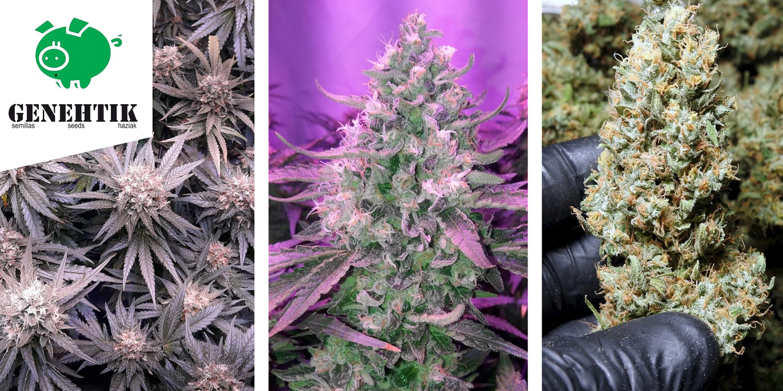 OG Lemon Bilbo: Genehtik Seeds