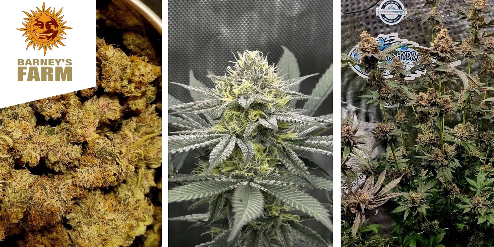 Runtz: Barney's Farm