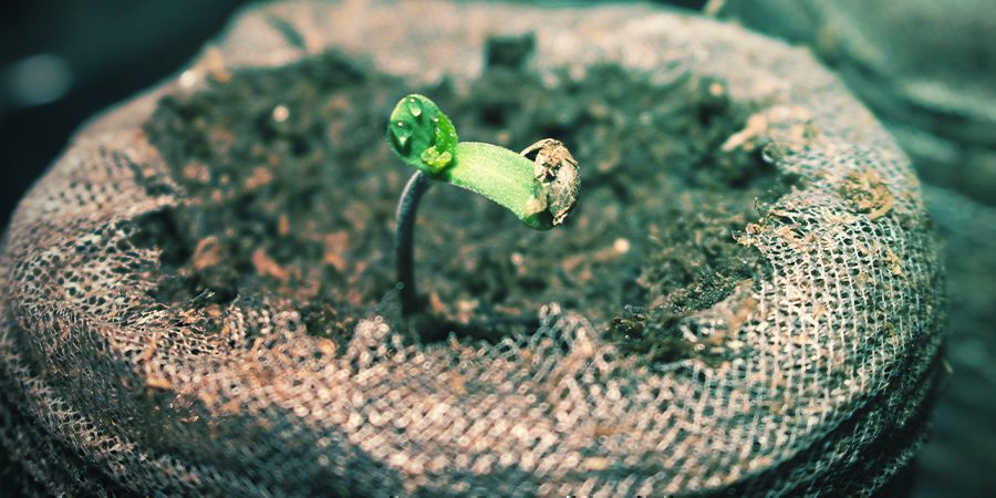 Can You Transplant Autoflowering Cannabis Seedlings?