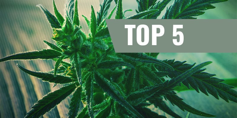 Top 5 Fast-Flowering Cannabis Strains
