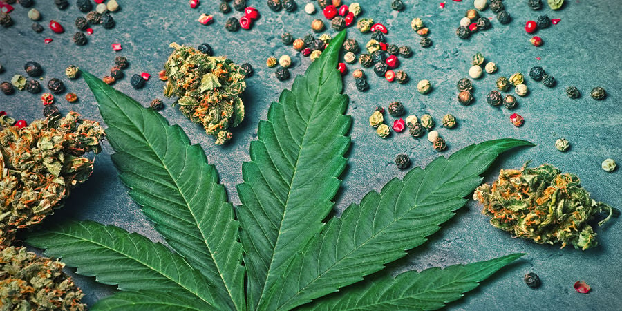 Caryophyllene In Cannabis