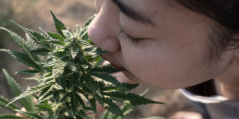 Let your nose—and your needs—lead the way