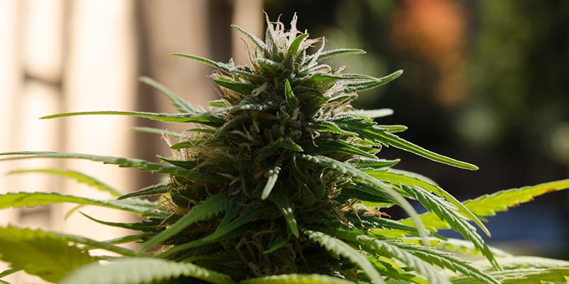 Myrcene