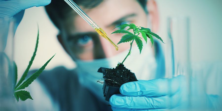 Factors That Could Affect Cannabis Flowering: Exogenous Chemicals
