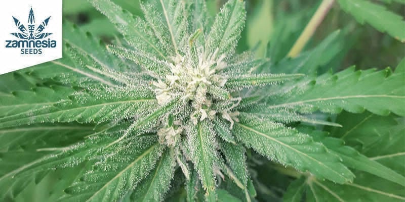 CBD Fix Automatic - Zamnesia Seeds