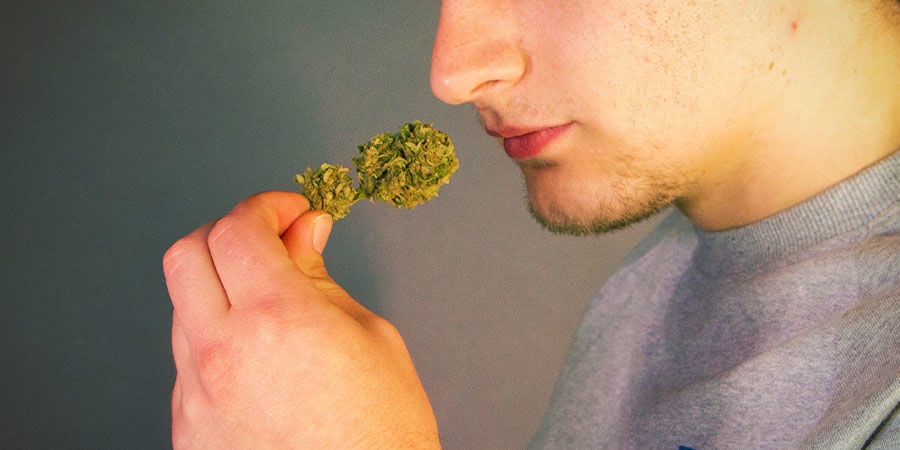 How To Detect Cannabis Contaminants: Smell and Taste Your Weed Before Lighting Up