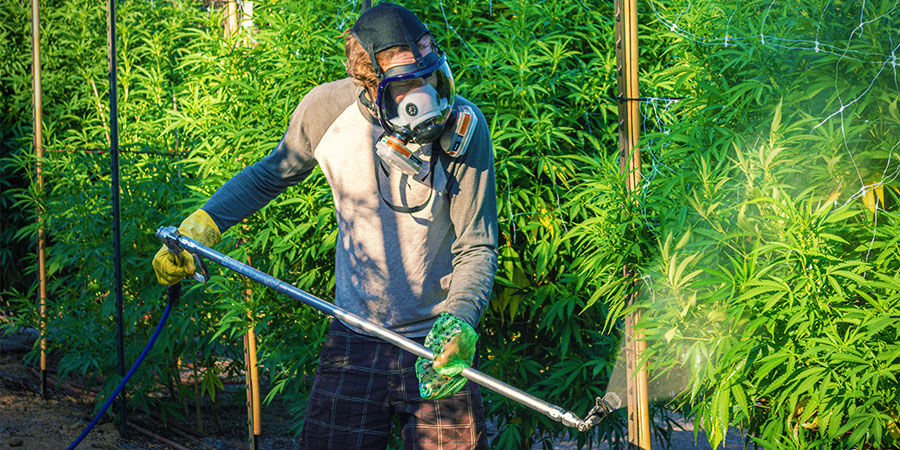 Cannabis Contaminants: Industrial Pesticides or Fertilisers